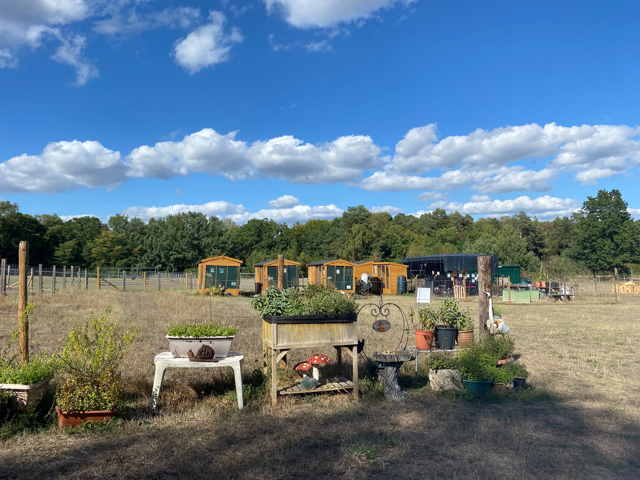 The farm on a sunny day: a row of timber sheds beside a fenced paddock, with potted plants and a raised planter in the foreground and woodland behind.