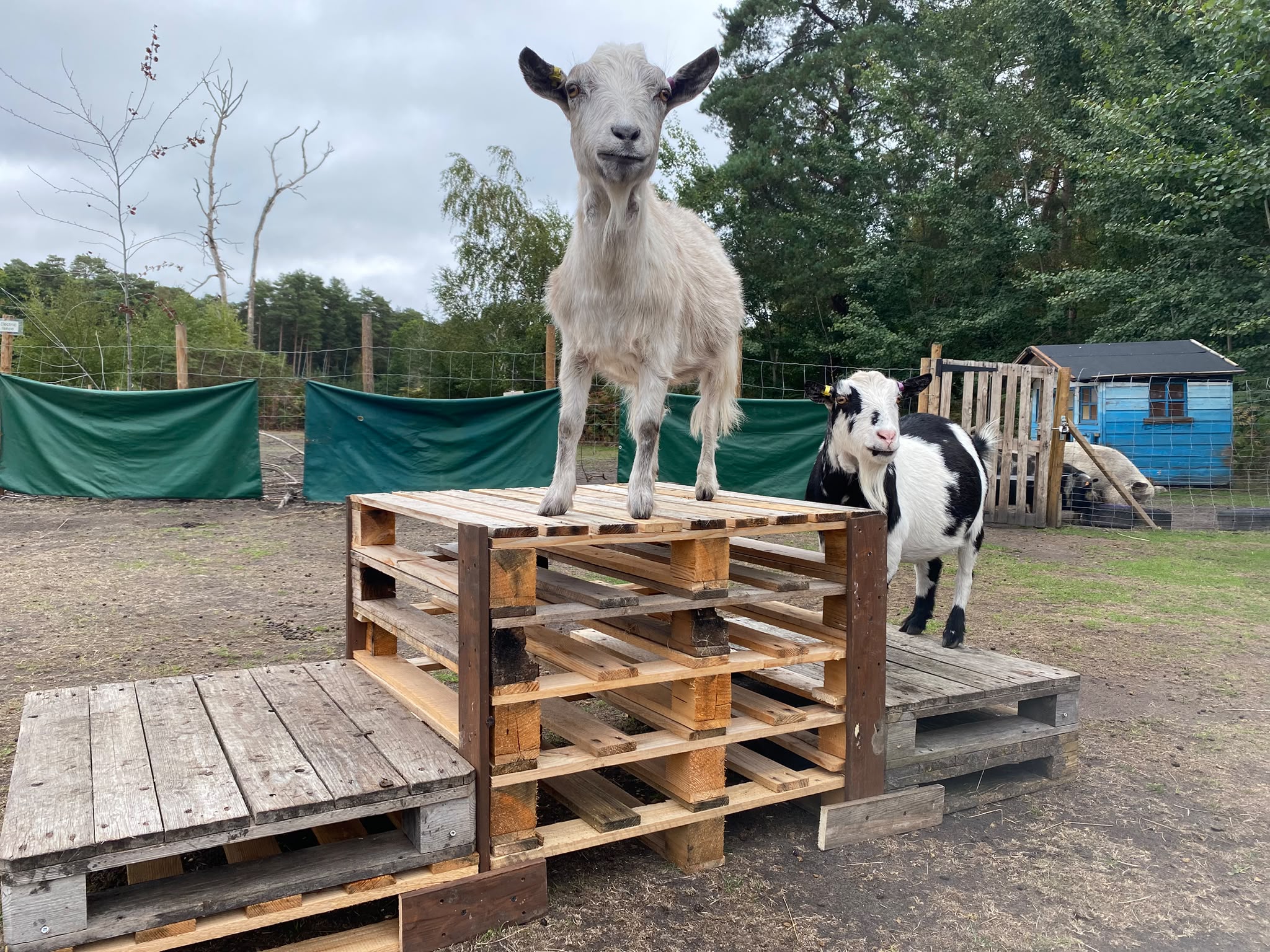 Two of the farm's goats on a wooden pallet climbing frame in their paddock, with woodland and a shed behind.