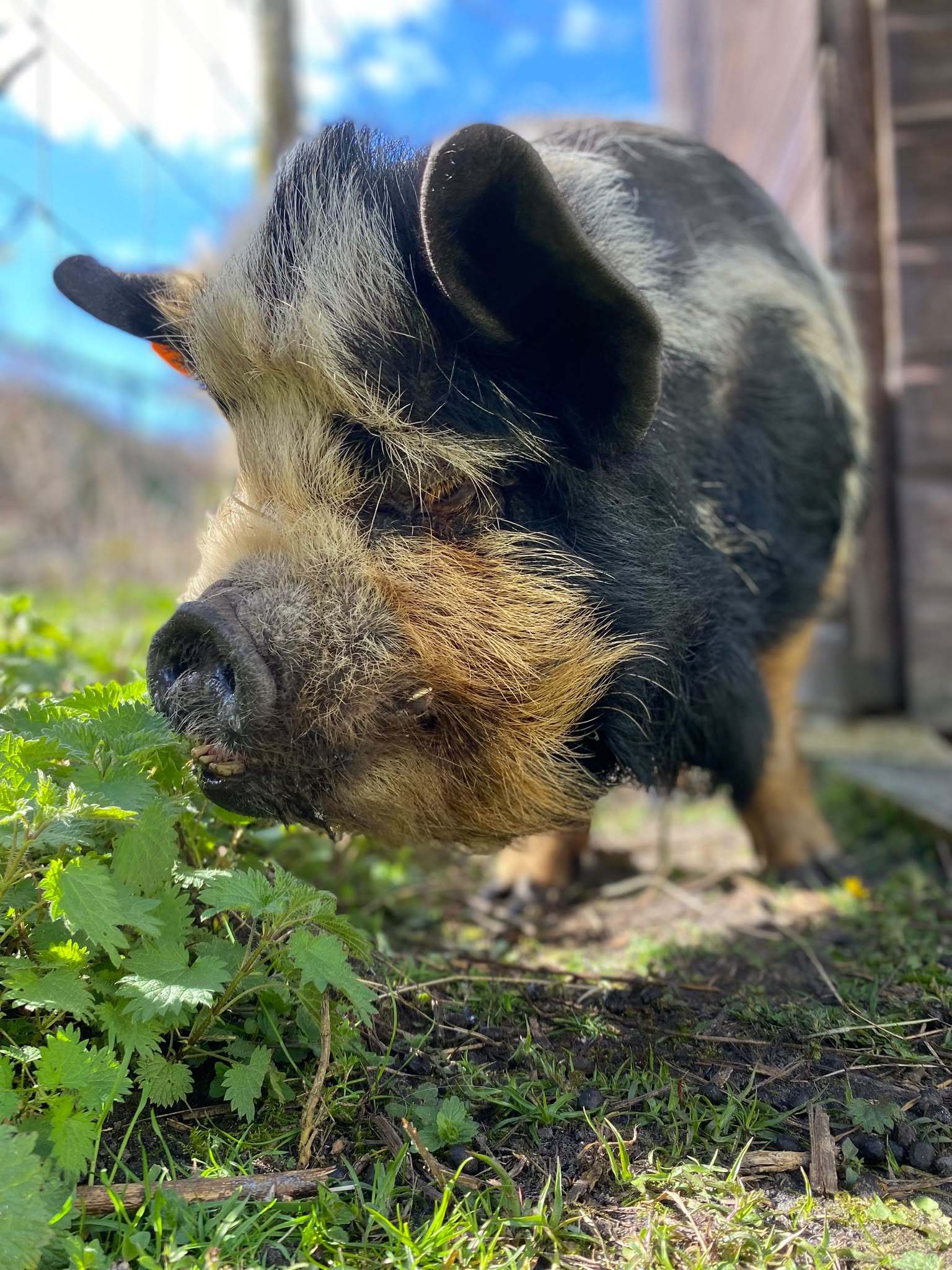 One of the farm's pigs, with a black and tan bristly coat, grazing on fresh green leaves beside its shelter.