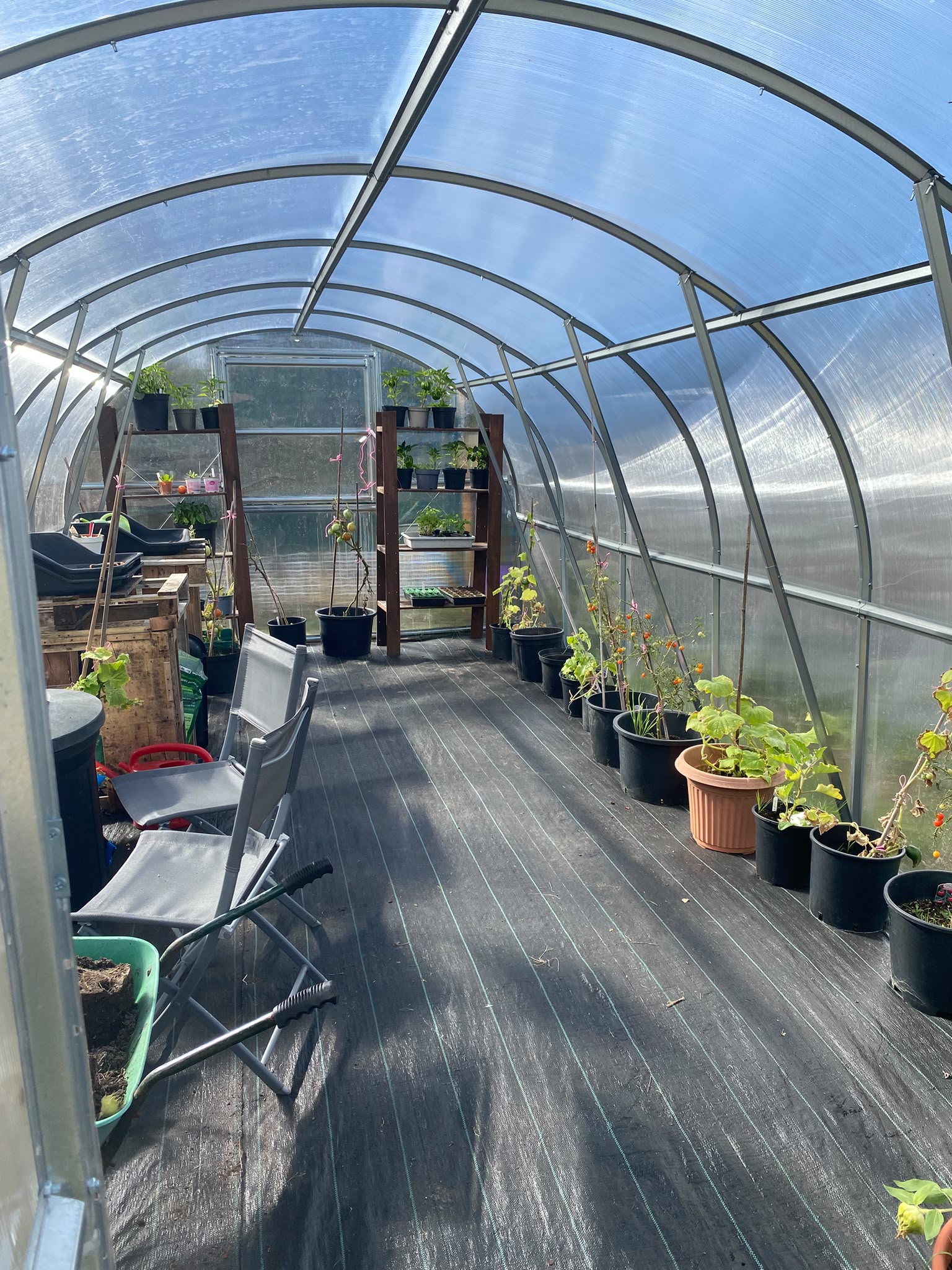Inside the polytunnel, with tomato, chilli and cucumber plants in pots along one side and trays of seedlings on shelves at the far end.